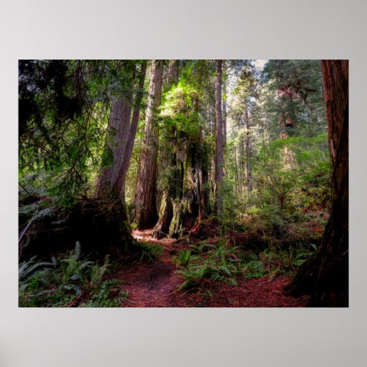 Forces | Redwood Forest California Poster (Voorkant)