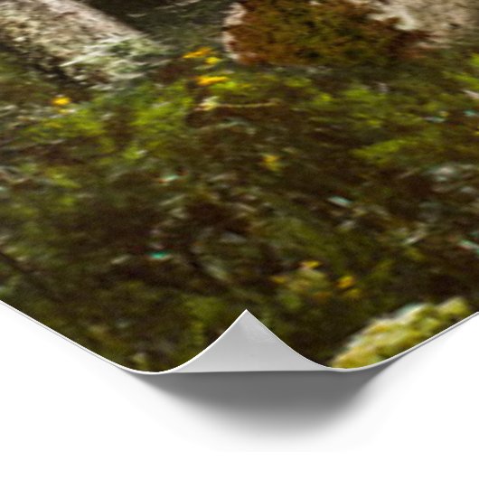 Forces | Sun Peeking Thru Poster (Hoek)