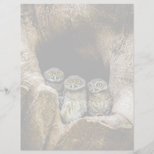 Forces | Three Owls Looking (Voorkant)