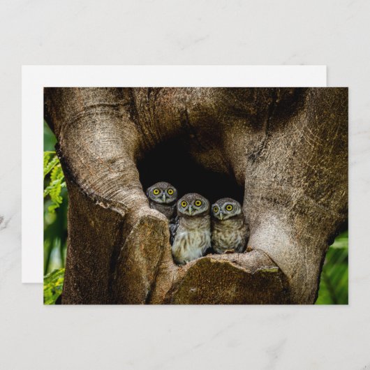 Forces | Three Owls Looking Bedankkaart (Voorkant / Achterkant)