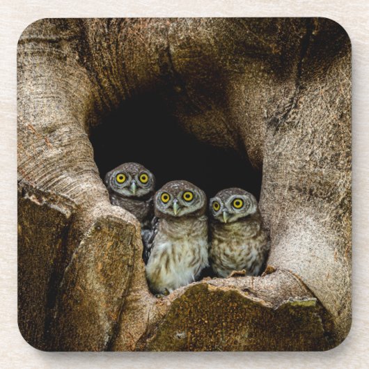 Forces | Three Owls Looking Bier Onderzetter (Voorkant)