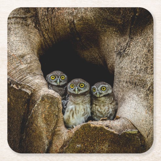 Forces | Three Owls Looking Kartonnen Onderzetters (Voorkant)