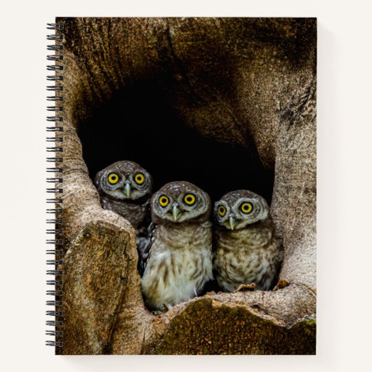 Forces | Three Owls Looking Notitieboek (Voorkant)