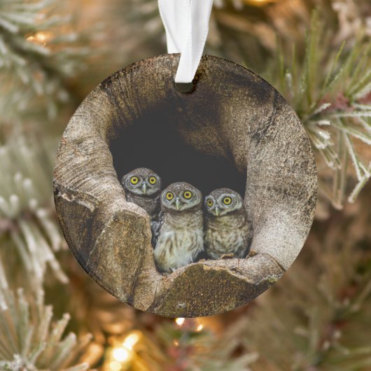 Forces | Three Owls Looking Ornament (Boom)