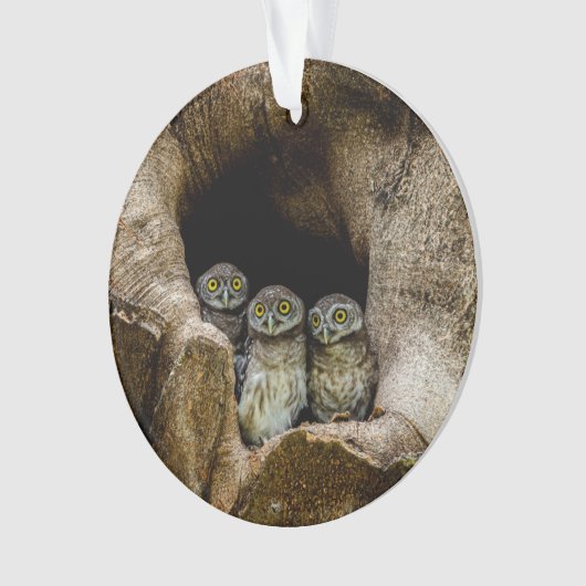 Forces | Three Owls Looking Ornament (voorkant)