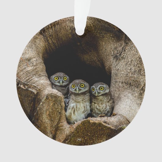 Forces | Three Owls Looking Ornament (voorkant)