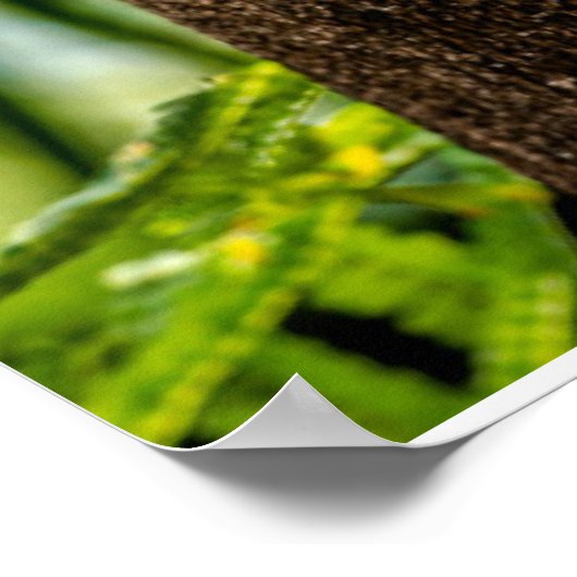 Forces | Three Owls Looking Poster (Hoek)