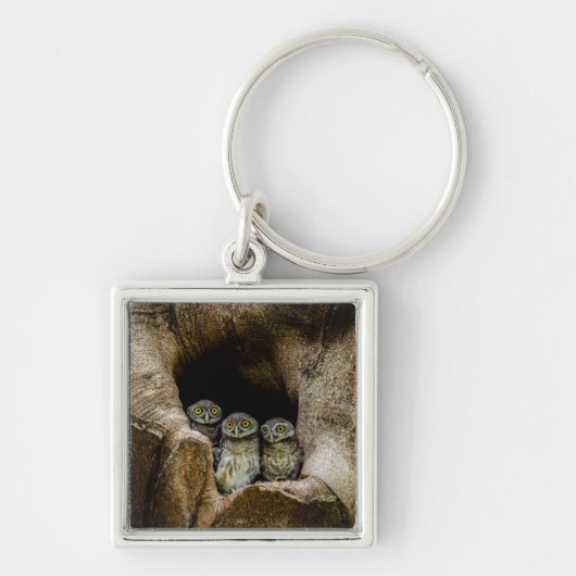 Forces | Three Owls Looking Sleutelhanger (Voorkant)