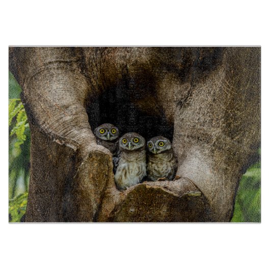 Forces | Three Owls Looking Snijplank (Voorkant)