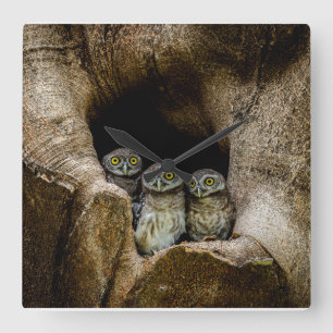 Forces Three Owls Looking Vierkante Klok