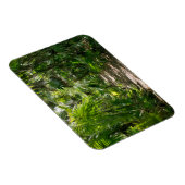 Forces Tropical Rainforest Tulum Mexico Magneet (Rechterzijde)