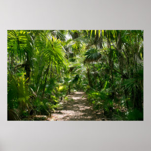Forces Tropical Rainforest Tulum Mexico Poster