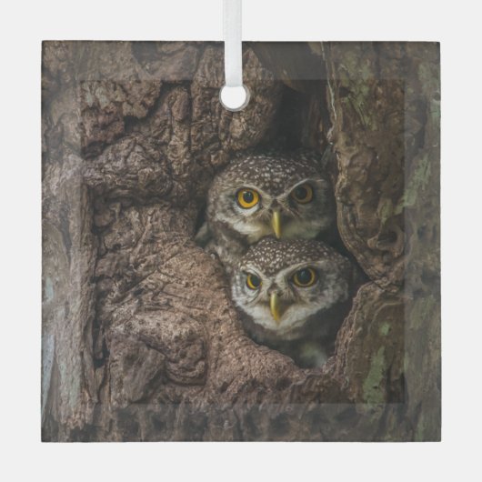 Forces Two Owls Looking Glas Ornament (Voorkant)