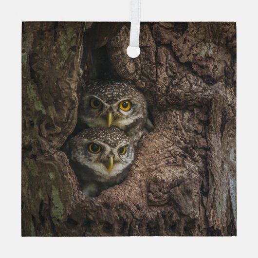 Forces Two Owls Looking Glas Ornament (Achterkant)