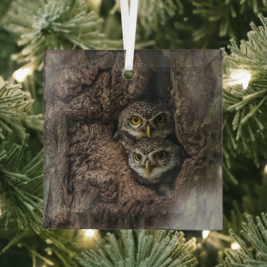 Forces Two Owls Looking Glas Ornament (Insitu)