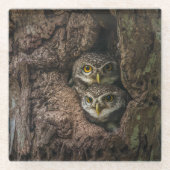 Forces Two Owls Looking Glazen Onderzetter (Voorkant)