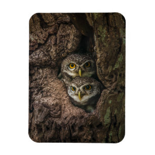 Forces Two Owls Looking Magneet