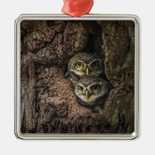 Forces Two Owls Looking Metalen Ornament (Voorkant)