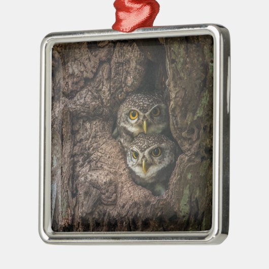 Forces Two Owls Looking Metalen Ornament (Links)