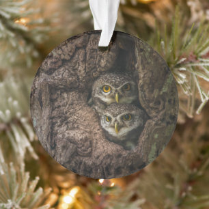 Forces Two Owls Looking Ornament