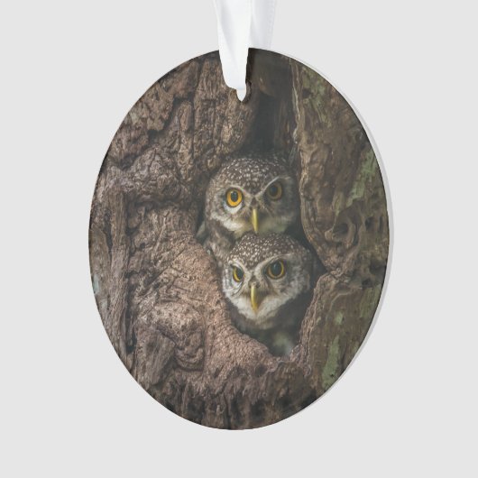 Forces Two Owls Looking Ornament (voorkant)