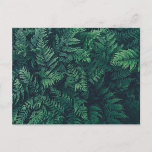 Forces | Woodland Ferns Briefkaart (Voorkant)
