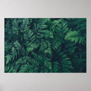 Forces   Woodland Ferns Poster