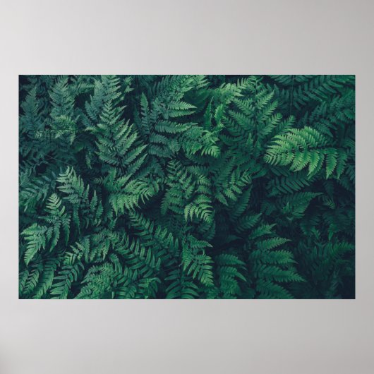 Forces | Woodland Ferns Poster (Voorkant)