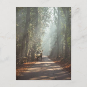 Forces   Woodland Stag Briefkaart