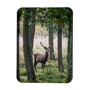 Forces Woodlands & Red Deer Magneet