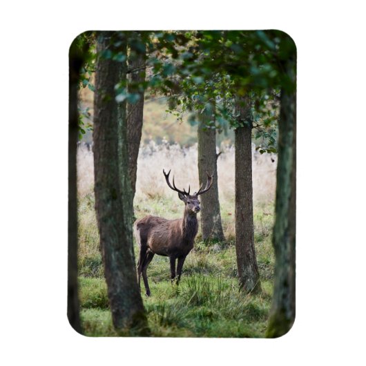 Forces Woodlands & Red Deer Magneet (Verticaal)