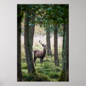 Forces Woodlands & Red Deer Poster (Voorkant)
