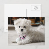 Fore! Briefkaart (Voorkant / Achterkant)