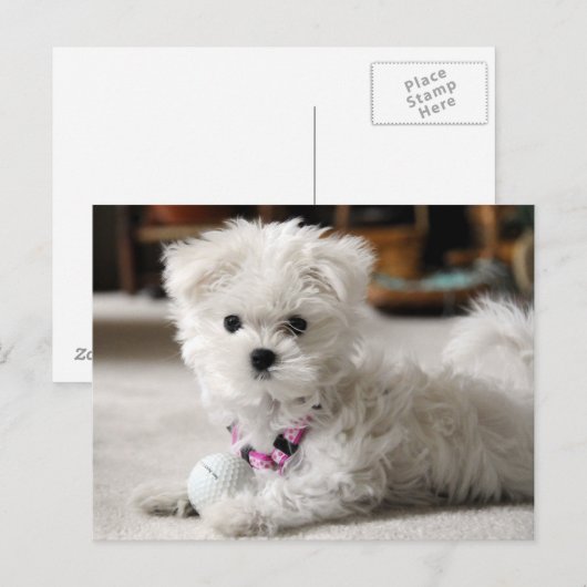 Fore! Briefkaart (Voorkant / Achterkant)