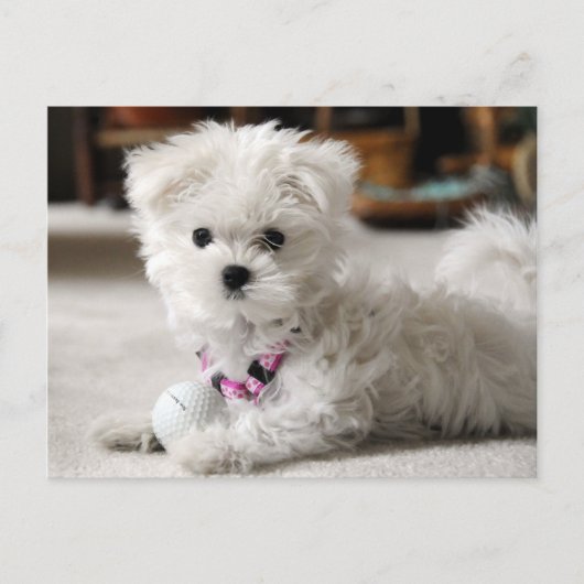 Fore! Briefkaart (Voorkant)