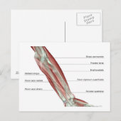 Forearm Musculoskeleton Briefkaart (Voorkant / Achterkant)