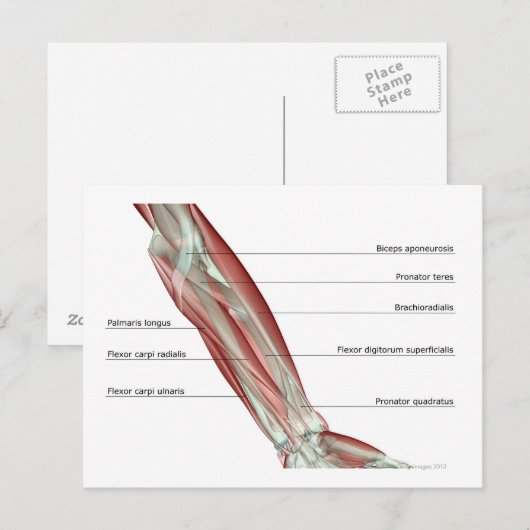 Forearm Musculoskeleton Briefkaart (Voorkant / Achterkant)