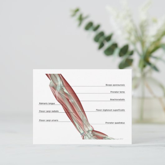 Forearm Musculoskeleton Briefkaart (Staand voorkant)