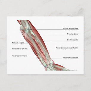 Forearm Musculoskeleton Briefkaart