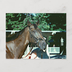 Forego Racehorse 1977 Briefkaart