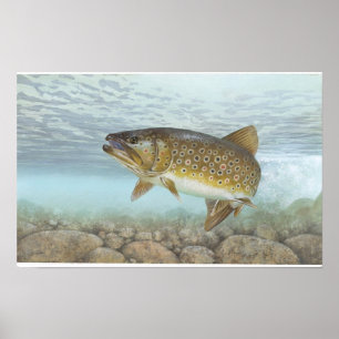 forel, brook poster