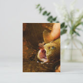 forel en vliegen briefkaart (Staand voorkant)