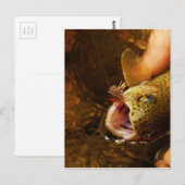 forel en vliegen briefkaart (Voorkant / Achterkant)