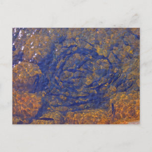 Forel in een strakke bal in een vijver, Charlevoix Briefkaart