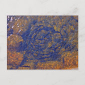 Forel in een strakke bal in een vijver, Charlevoix Briefkaart (Voorkant)