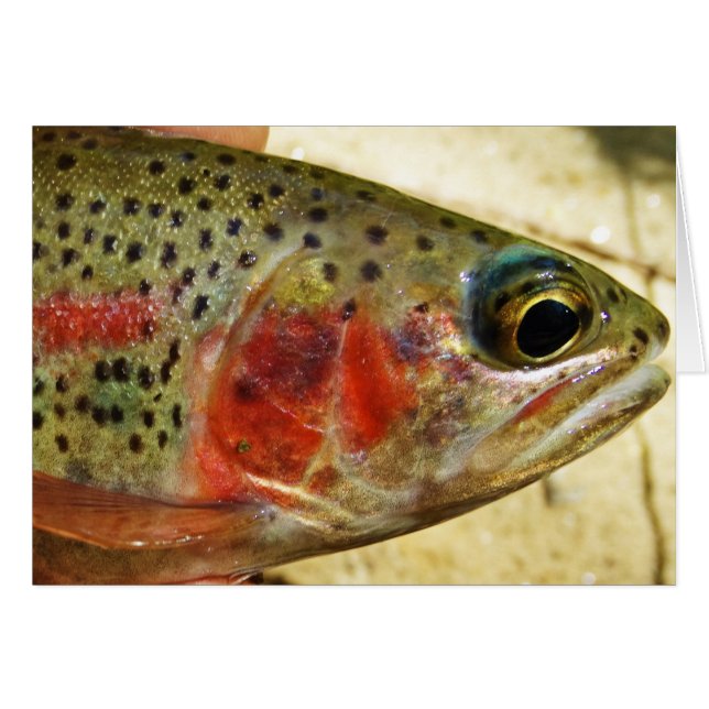 Forel in handen (Voorkant Horizontaal)