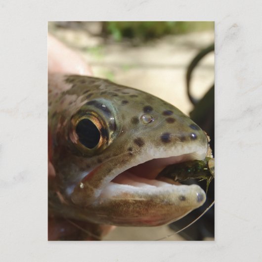Forel in handen briefkaart (Voorkant)