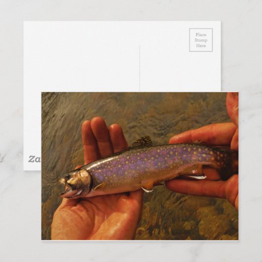 forel in handen briefkaart (Voorkant / Achterkant)