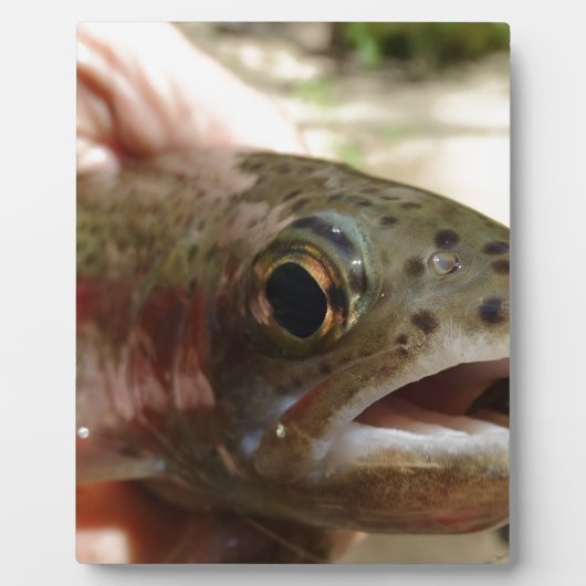 Forel in handen fotoplaat (Voorkant)