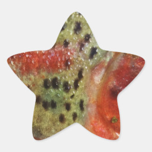 Forel in handen ster sticker